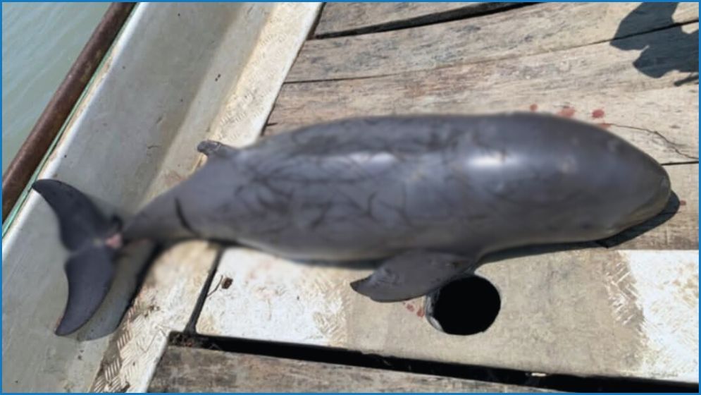 পায়রা নদীতে ভেসে উঠল মৃত ডলফিন