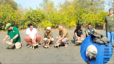 সুন্দরবনে জন্ম নিল মহাবিপন্ন কচ্ছপের ৬৫টি বাচ্চা