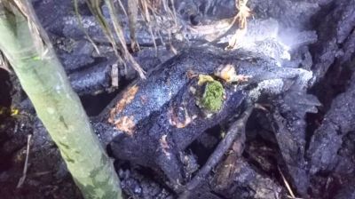 বাউফলে গোয়ালঘর দুর্বৃত্তের আগুনে গরু ছাগল হাঁস মুরগি পুড়ে ছাই