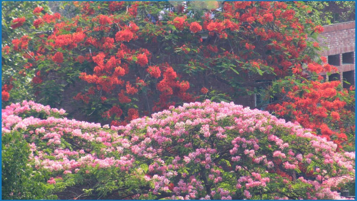 জাবি ক্যাম্পাসে মুগ্ধতা ছড়াচ্ছে ক্যাসিয়া জাভানিকা