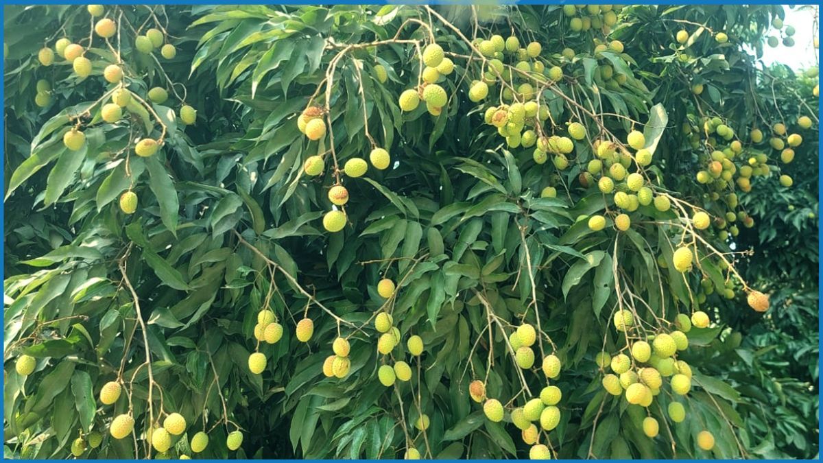 দিনাজপুরে লিচু চাষে ভাগ্য বদলের স্বপ্ন
