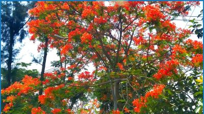 প্রকৃতি সেজেছে টুকটুকে কৃষ্ণচূড়ায়