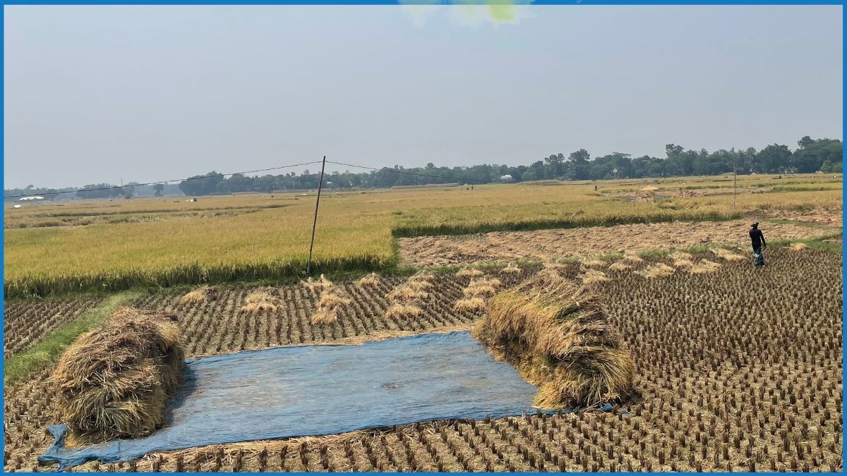ফলন ভালো হলেও কাটা-মাড়াই নিয়ে দুশ্চিন্তায় কৃষক
