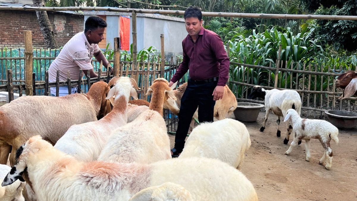 দুম্বার খামার করে তাক লাগালেন রবিউল