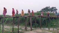 ঝুঁকিপূর্ণ কাঠের সেতু দিয়ে স্কুলে যাতায়াত
