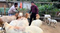দুম্বার খামার করে তাক লাগালেন রবিউল