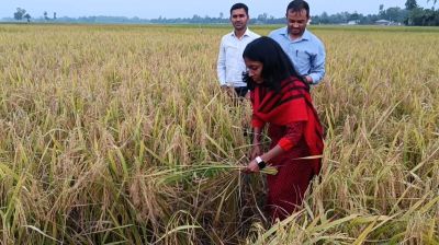 হিলিতে প্রথমবার চাষ ব্রি ধান-১০১, সম্ভাবনা উচ্চ ফলনের