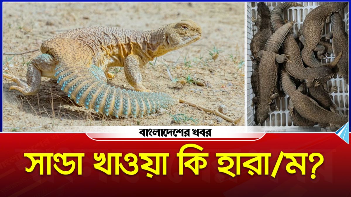 সান্ডা কি? আরব দেশে এটি কেন এত জনপ্রিয়?