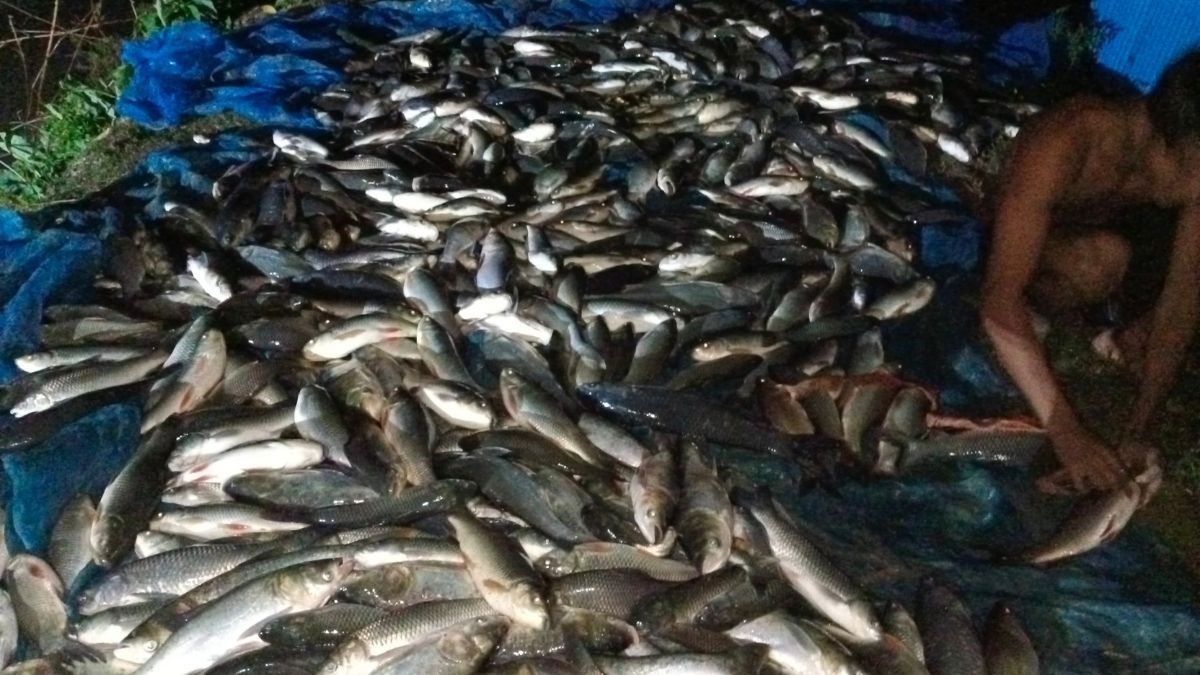 গ্যাস ট্যাবলেট ছিটিয়ে ৮ লাখ টাকার মাছ নিধন