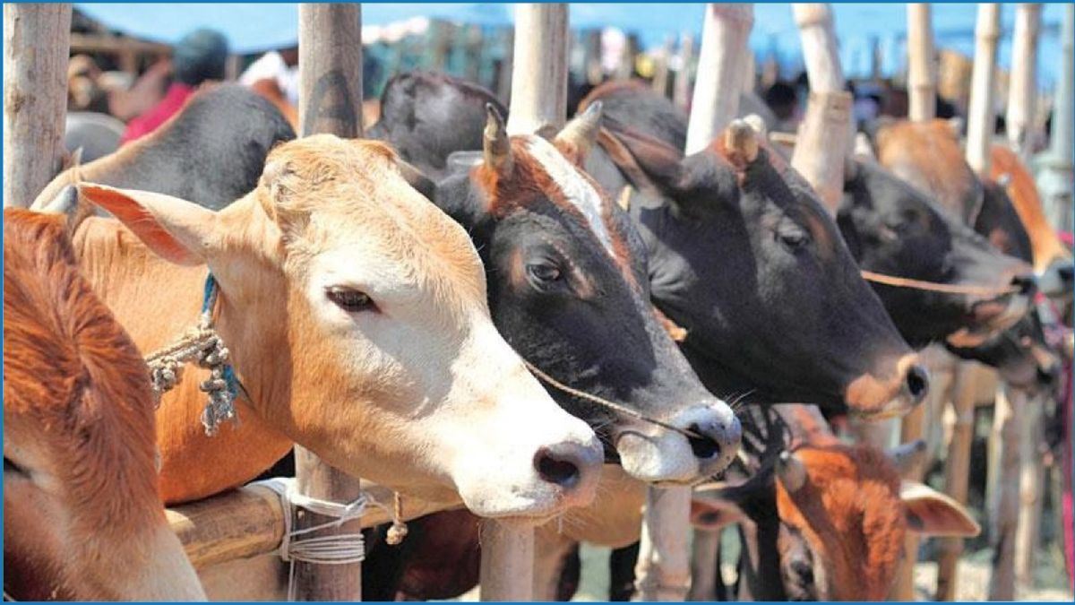 সিলেটে এবার চাহিদার চেয়ে কোরবানিযোগ্য পশু বেশি