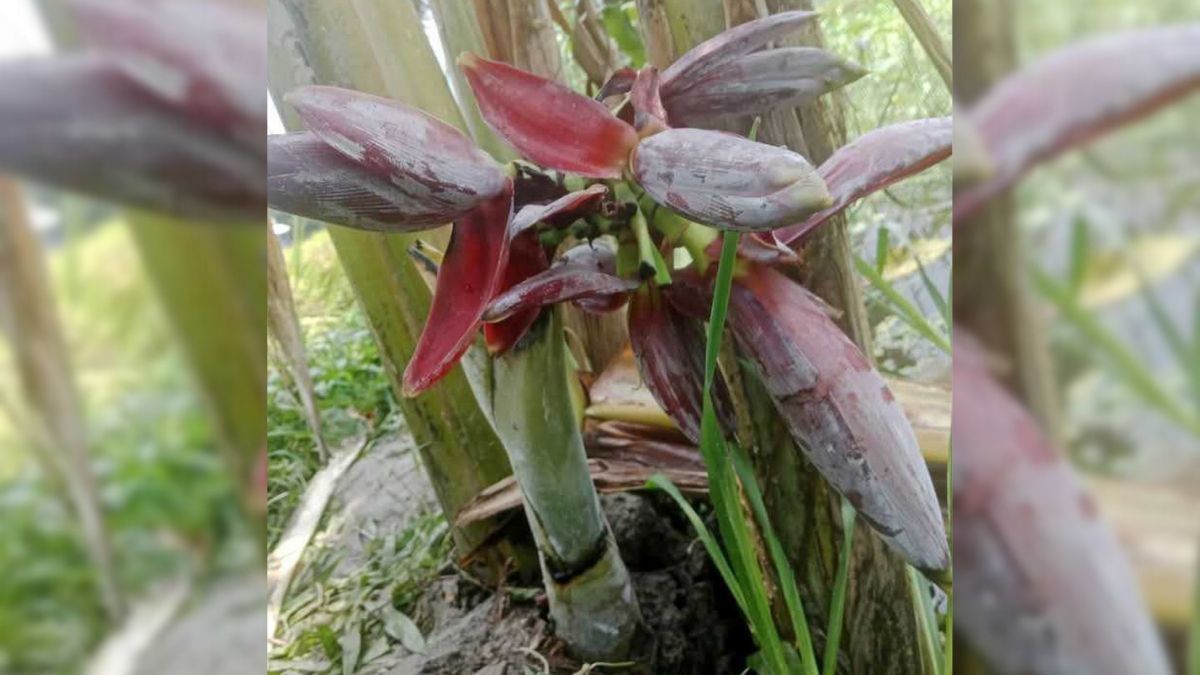 ১৬ ইঞ্চি কলাগাছে ৭টি মোচা!