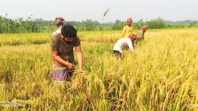 টঙ্গীবাড়ীতে সোনালি ধানের হাসি