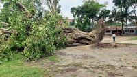 কালবৈশাখীতে উপড়ে পড়ল সেন্ট নিকোলাস স্কুলের শতবর্ষী বটগাছ