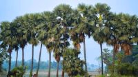 গাছ কেটে শহর, বজ্রপাতে বাড়ছে মৃত্যু