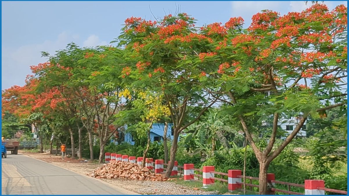 কৃষ্ণচূড়ার সৌন্দর্যে মুগ্ধ প্রকৃতি প্রেমীরা