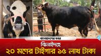 ঝিনাইদহে ২০ মণের ‘টাইগার’ ১৫ লাখ টাকা