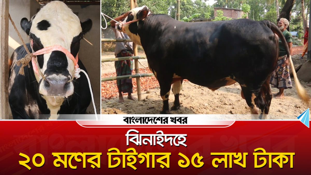 ঝিনাইদহে ২০ মণের ‘টাইগার’ ১৫ লাখ টাকা