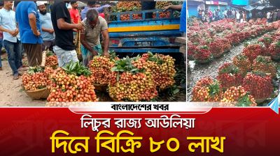 লিচুর রাজ্য আউলিয়া, দিনে কোটি টাকা লেনদেন