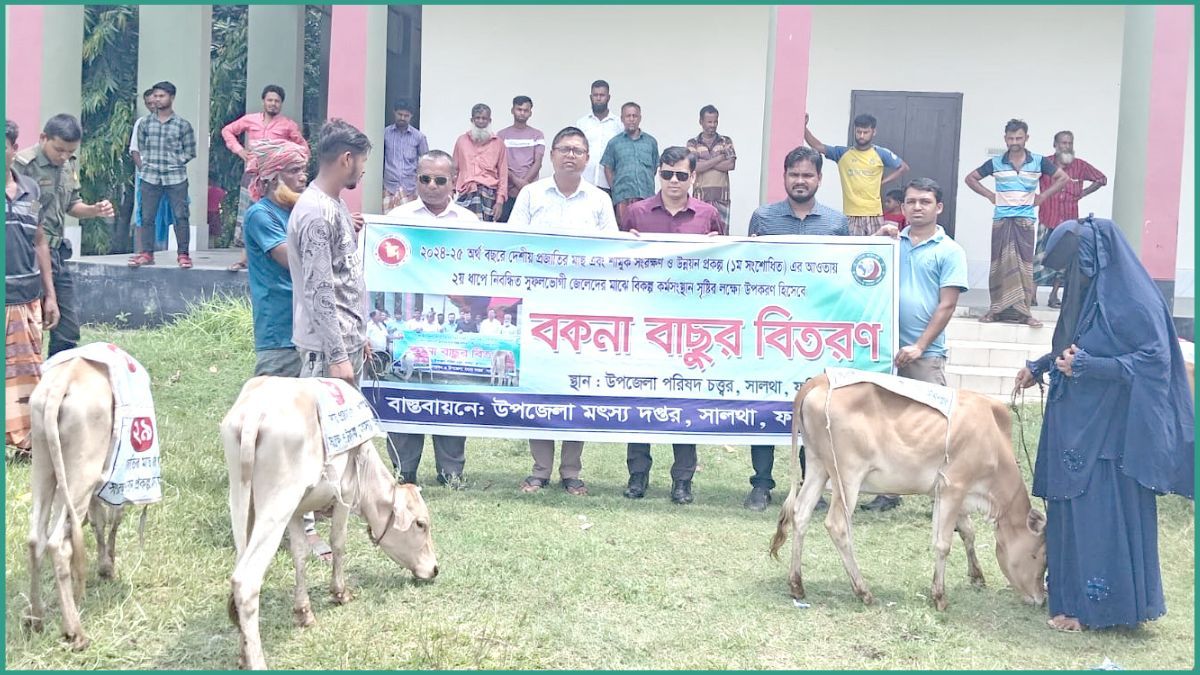 সালথায় নিবন্ধিত মৎস্যজীবীদের মাঝে ৩৫টি বকনা বাছুর বিতরণ