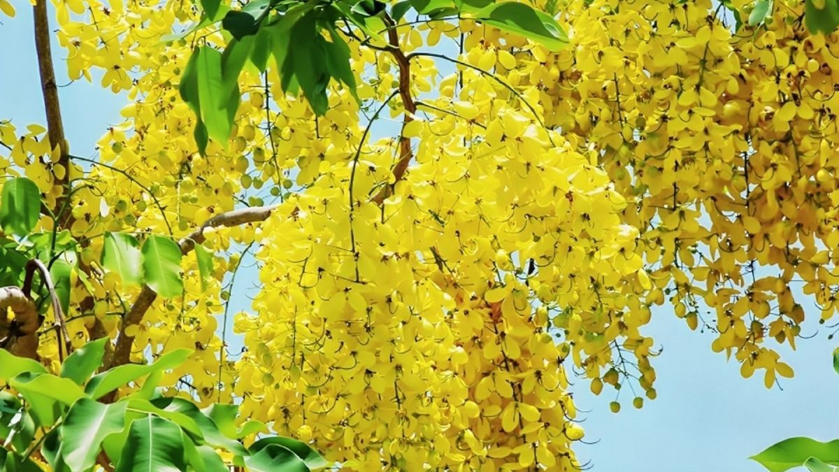 বীরগঞ্জে সোনালু ফুলে প্রকৃতির অনন্য সাজ