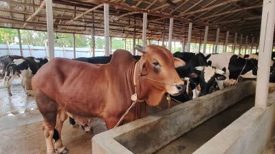 ঈদের বাজারে দেশি গরু, প্রস্তুত রূপগঞ্জের খামারিরা
