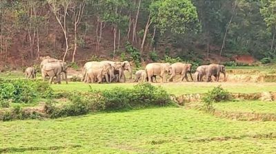 শেরপুরে বন্য হাতির আক্রমণে দুই জনের মর্মান্তিক মৃত্যু