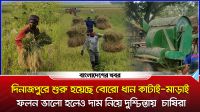 দিনাজপুরে শুরু হয়েছে বোরো ধান কাটাই-মাড়াই