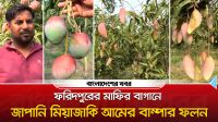 ফরিদপুরের মাফির বাগানে জাপানের বিখ্যাত মিয়াজাকি আমের বাম্পার ফলন
