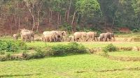 শেরপুরে বন্য হাতির আক্রমণে দুই জনের মর্মান্তিক মৃত্যু