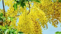 বীরগঞ্জে সোনালু ফুলে প্রকৃতির অনন্য সাজ