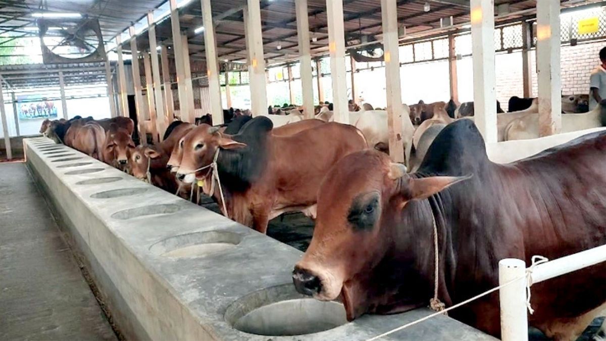 নারায়ণগঞ্জে প্রাকৃতিক উপায়ে গরু প্রস্তুতে ব্যস্ত খামারিরা