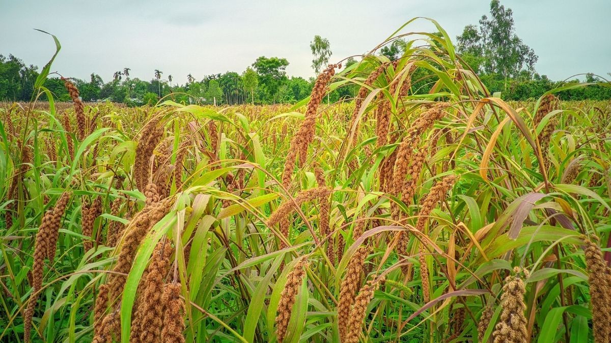 শখের ‘কাউন’ এখন বিলুপ্তির পথে