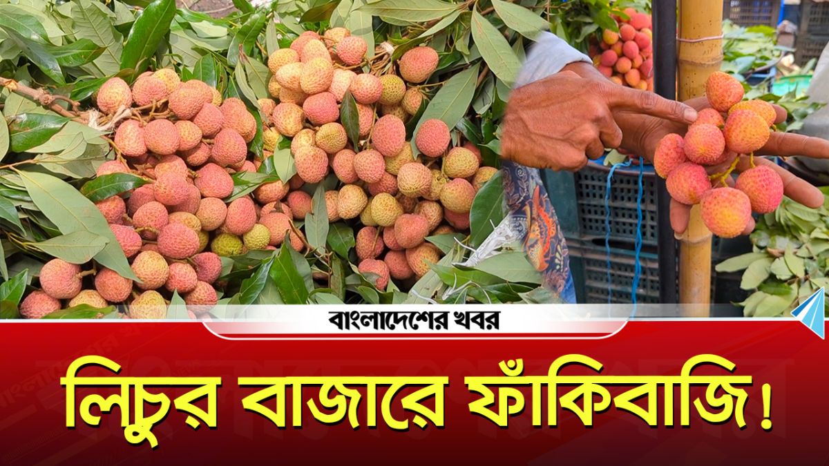 লিচুর বাজারে ফাঁকিবাজি! পাতার আড়ালে কম দেয়া, বিক্রেতাদের দাবি ঝরে যায়
