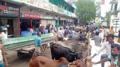সরাইলে সড়কের পাশে বসেছে অবৈধ গরুর হাট