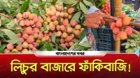 লিচুর বাজারে ফাঁকিবাজি! পাতার আড়ালে কম দেয়া, বিক্রেতাদের দাবি ঝরে যায়