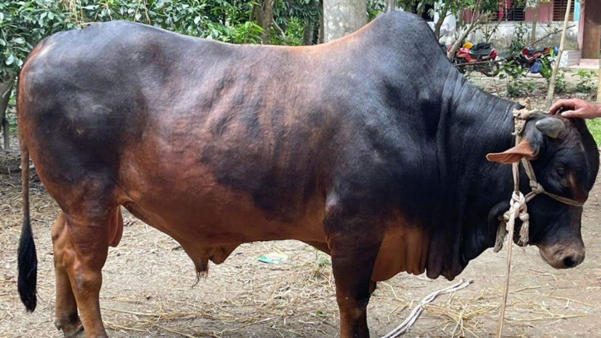 কোরবানির হাট কাঁপাতে প্রস্তুত বিশালদেহী ‘যুবরাজ’