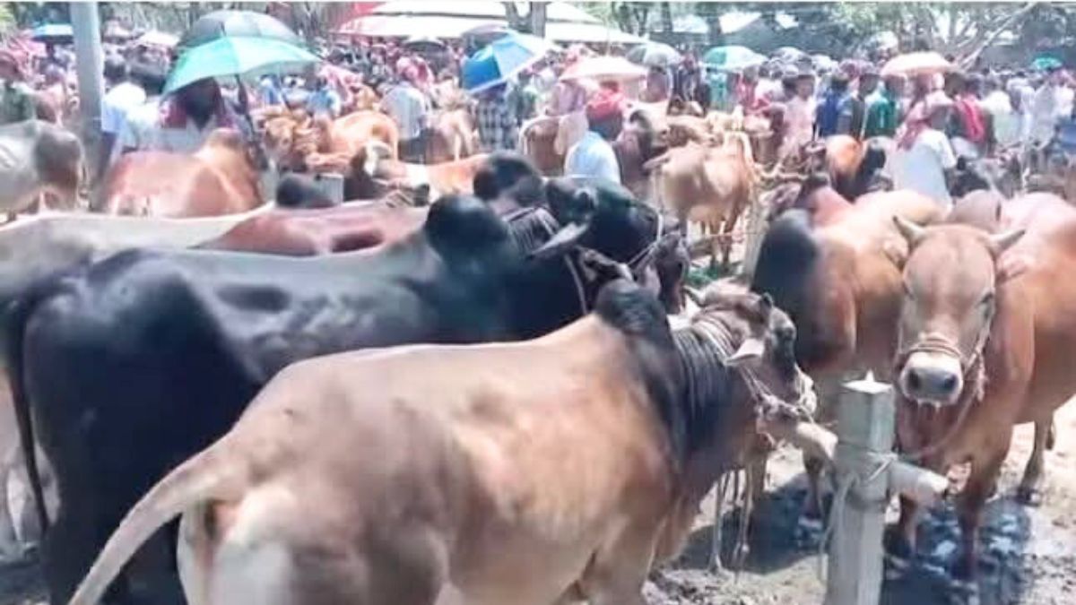 সাঘাটায় গরুর হাটে অতিরিক্ত টোল আদায় করায় জরিমানা