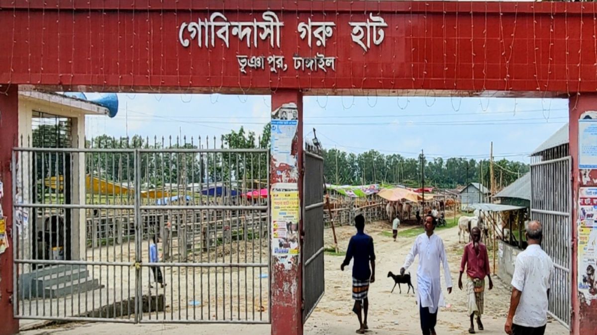 যে কারণে ক্রেতা শূন্য গোবিন্দাসীর গরুর হাট