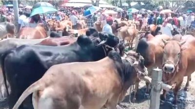 সাঘাটায় গরুর হাটে অতিরিক্ত টোল আদায় করায় জরিমানা