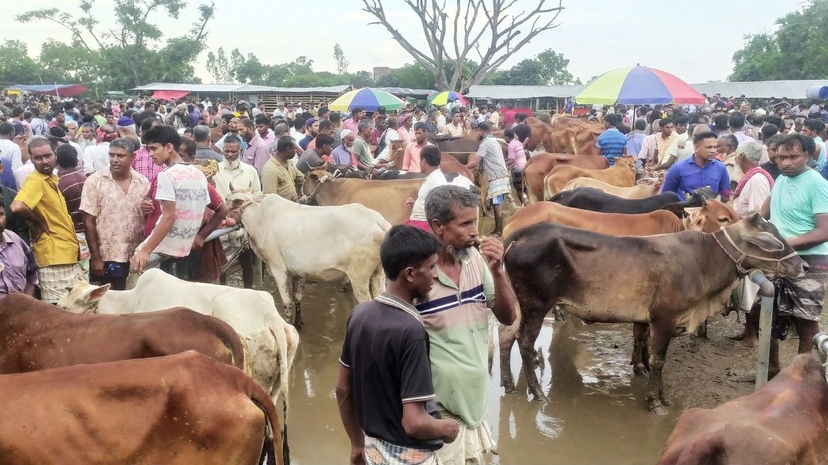 নওগাঁয় জমে উঠেছে কোরবানির পশুর হাট