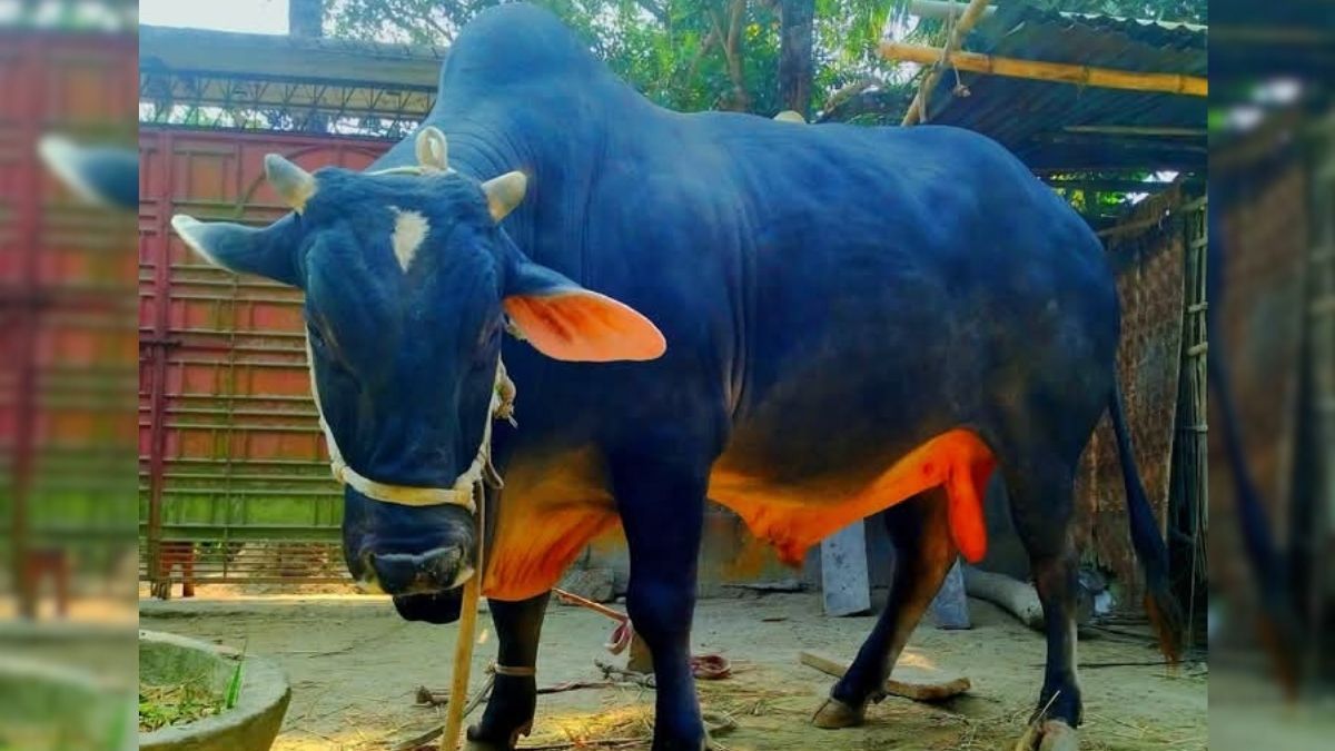 পূর্বধলায় ১ টনের ‘জমিদার’র দাম হাঁকাচ্ছে ৭ লাখ