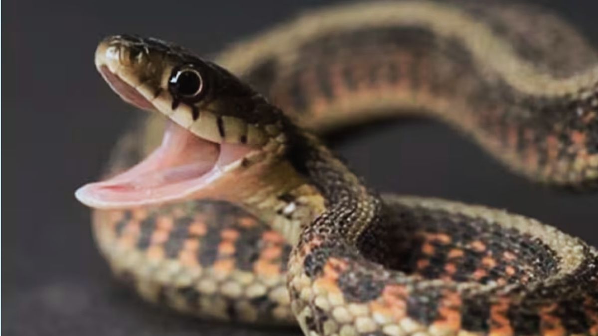 চন্দনাইশে সাপের কামড়ে কৃষকের মৃত্যু