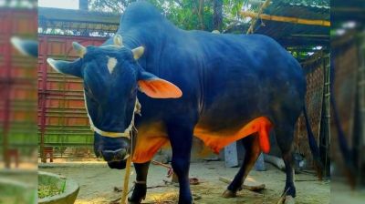 পূর্বধলায় ১ টনের ‘জমিদার’র দাম হাঁকাচ্ছে ৭ লাখ