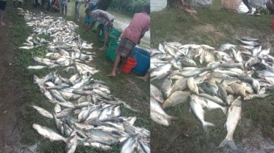 শত্রুতার জেরে দীঘিতে বিষ প্রয়োগ, মরল ২৫ লাখ টাকার মাছ