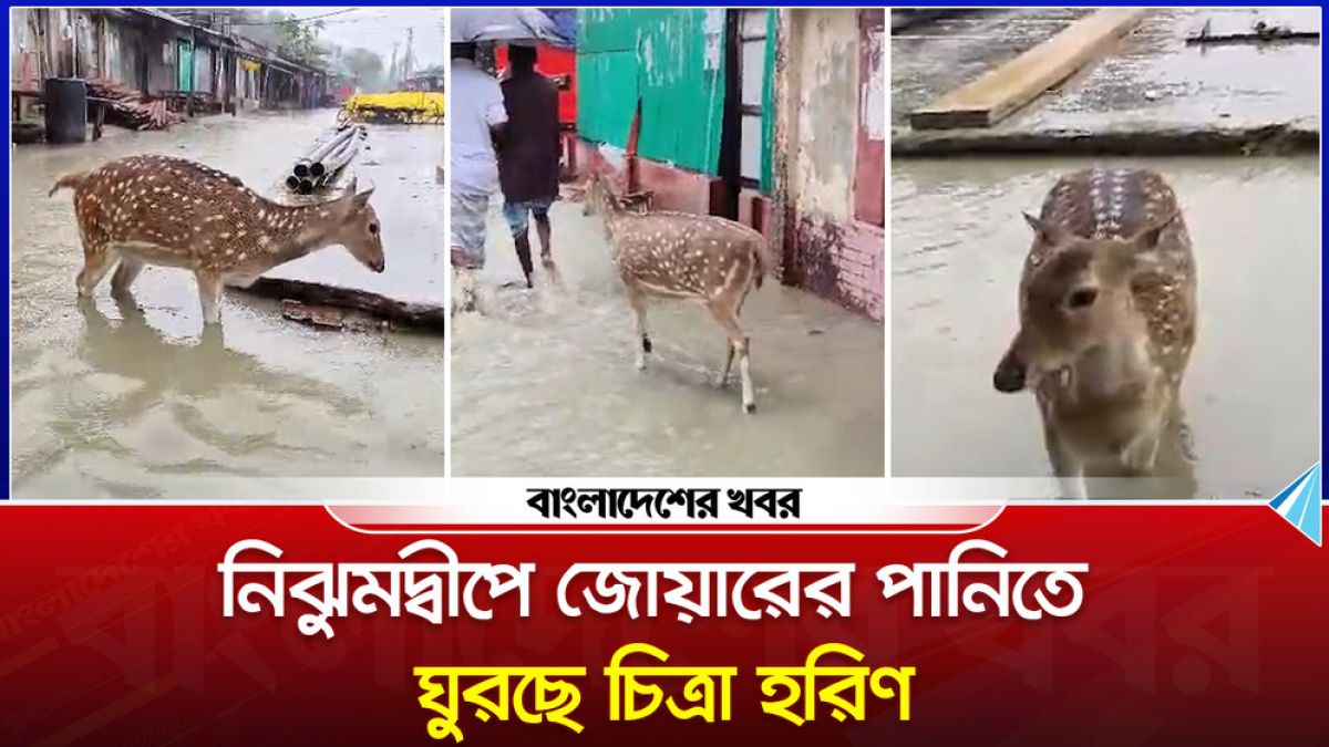 নিঝুমদ্বীপে জোয়ারের পানিতে ঘুরছে চিত্রা হরিণ