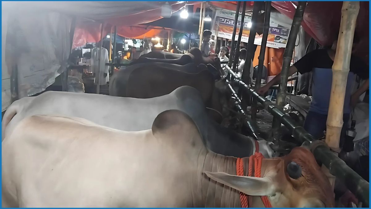 বৃষ্টিতে ক্রেতাশূন্য কোরবানির পশুর হাট