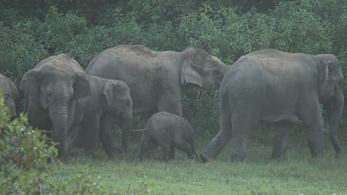 গভীর রাতে লুকালয়ে ঢুকে হাতির আক্রমণ, নারী নিহত