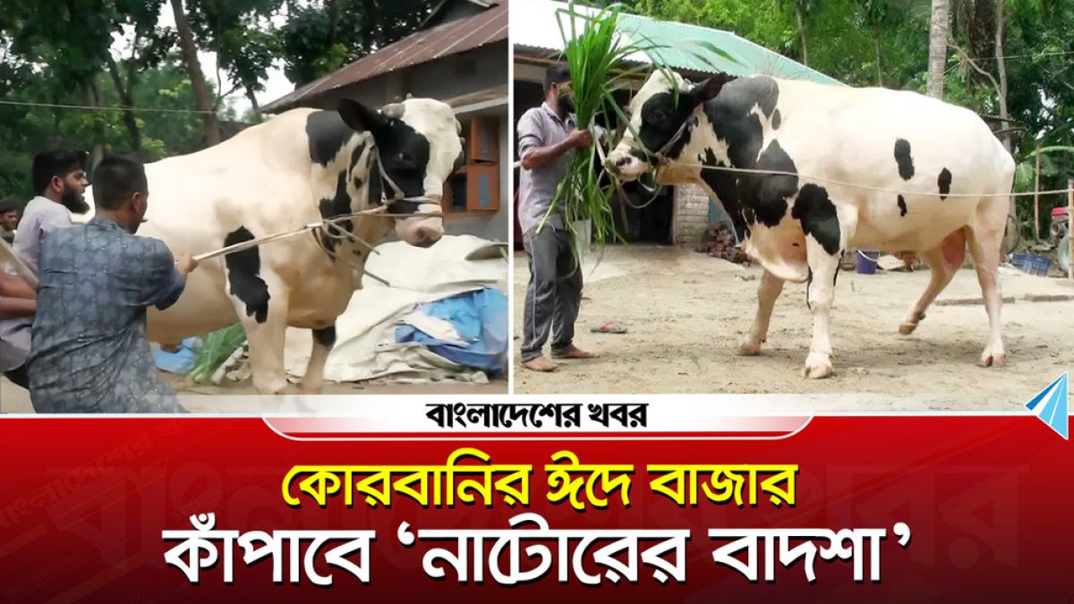 কোরবানির ঈদে বাজার কাঁপাবে ‘নাটোরের বাদশা’