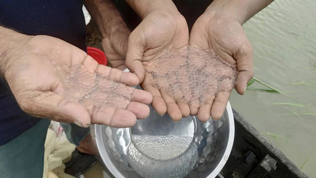 হালদায় ডিম ছেড়েছে মা মাছ, চলছে ডিম সংগ্রহের উৎসব