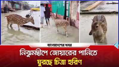 নিঝুমদ্বীপে জোয়ারের পানিতে ঘুরছে চিত্রা হরিণ